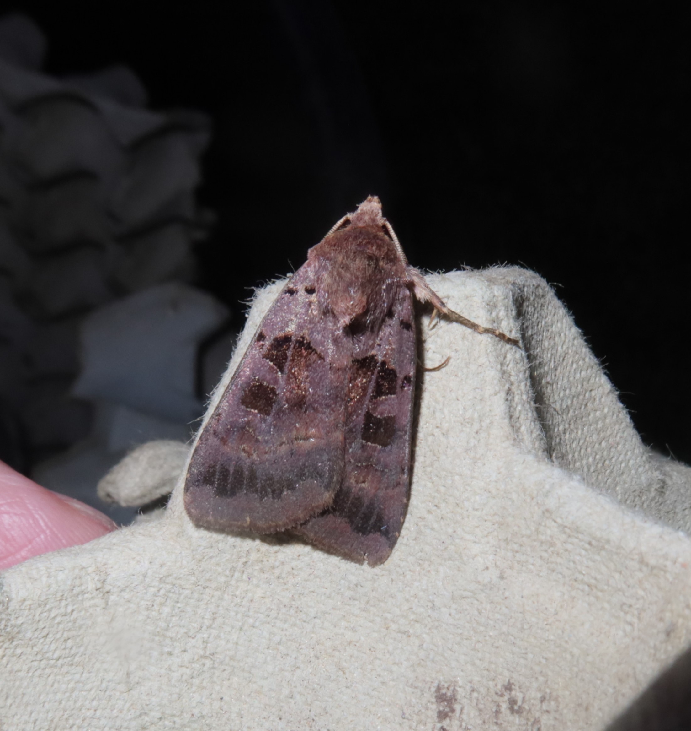 Rhombe-Glansugle (Xestia stigmatica)