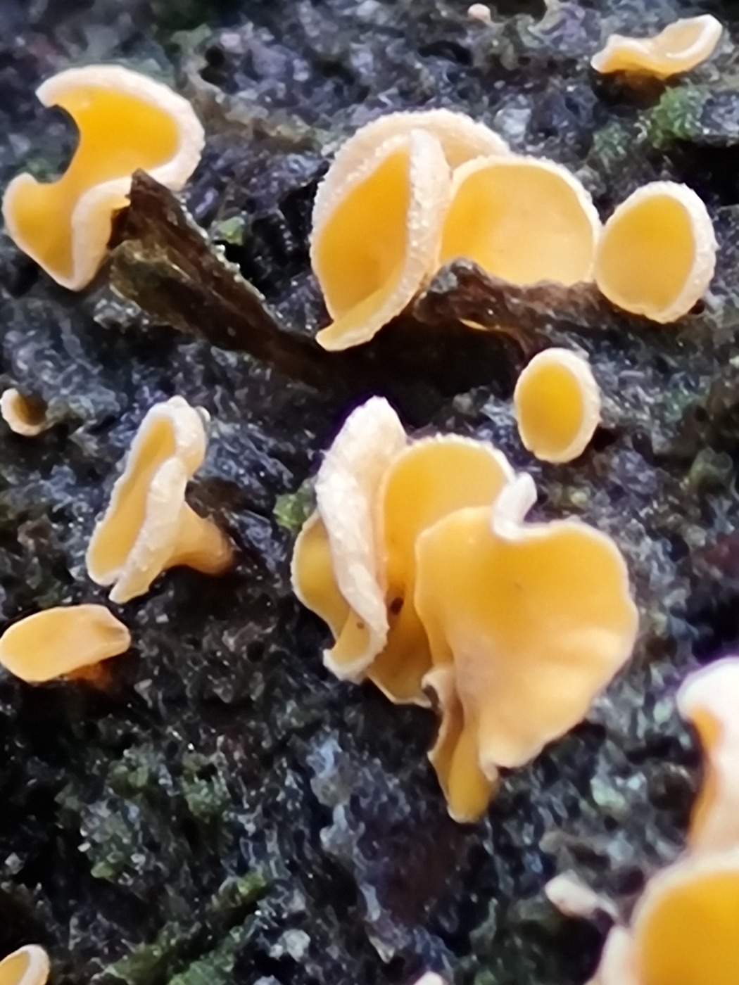 Gran-Frynseskive (Lachnellula subtilissima)