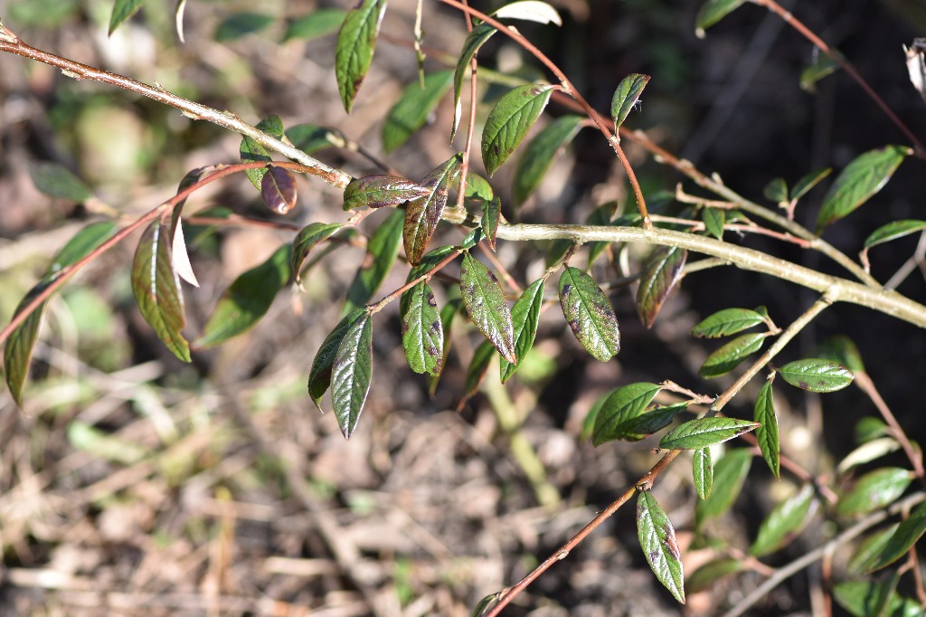 Pilebladet Dværgmispel (Cotoneaster salicifoliius)