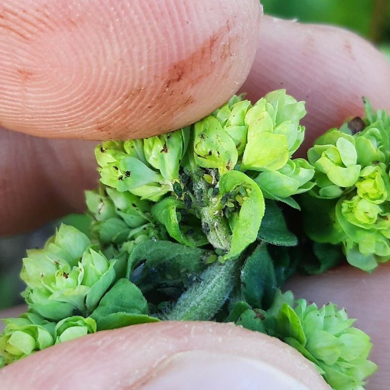 Aphis origani (Aphis origani)