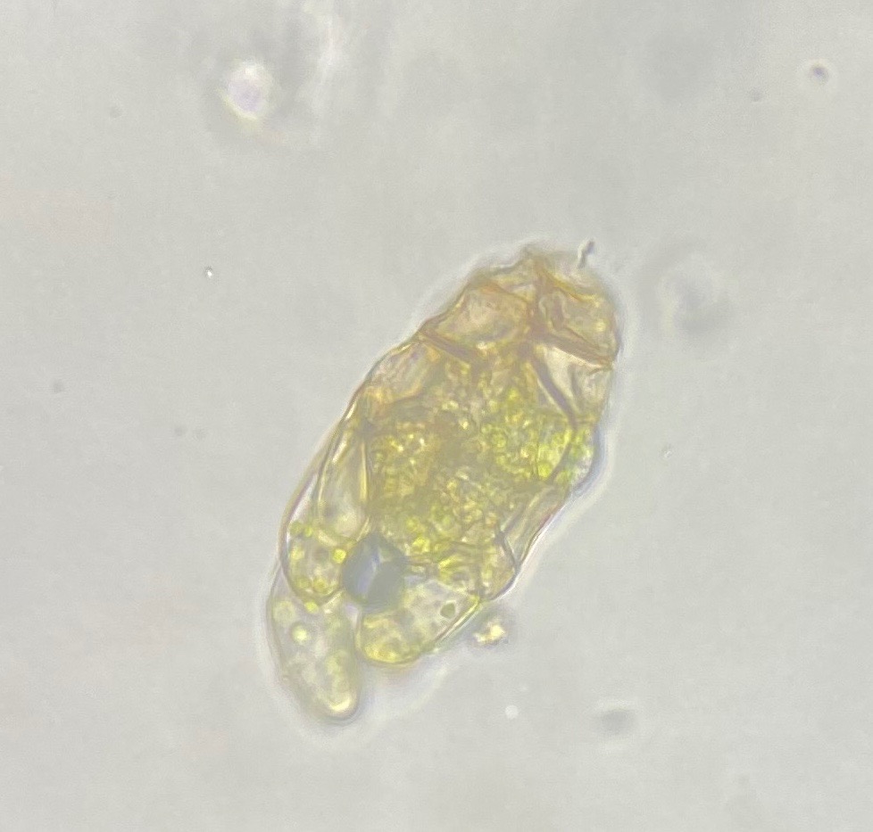 Bryum gemmiferum (Bryum gemmiferum)