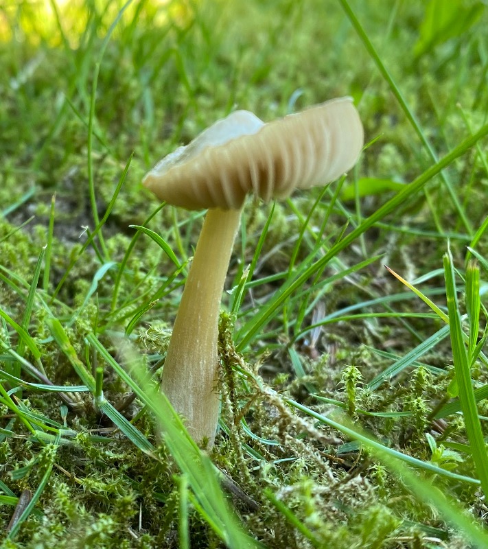 Dunstokket Rødblad (Entoloma lanuginosipes)