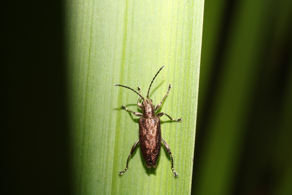 Donacia brevicornis (Donacia brevicornis)