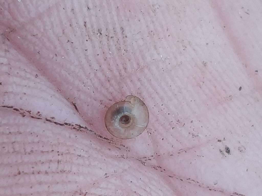 Kælderrovsnegl (Oxychilus cellarius)