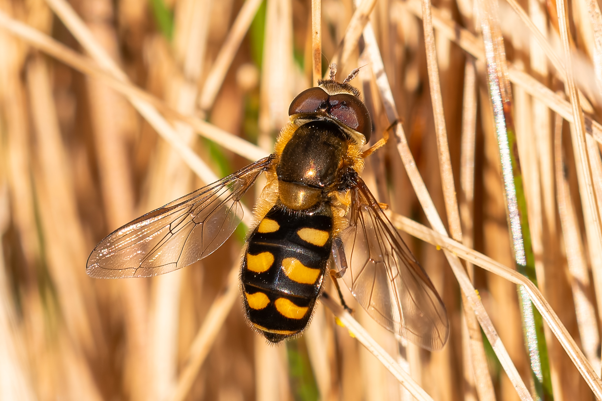 Marksvirreflue sp. (Eupeodes sp.)