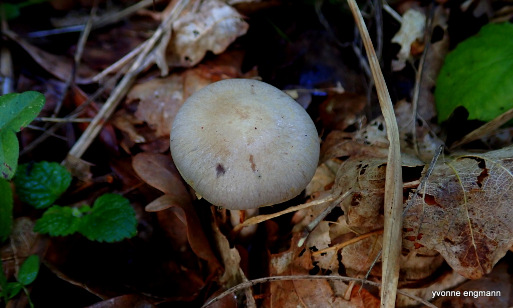 Gulfnugget slørhat (i bred forstand) (Cortinarius anomalus sensu lato)
