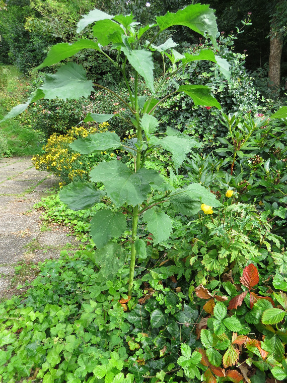 Klaseurt (Iva xanthifolia)