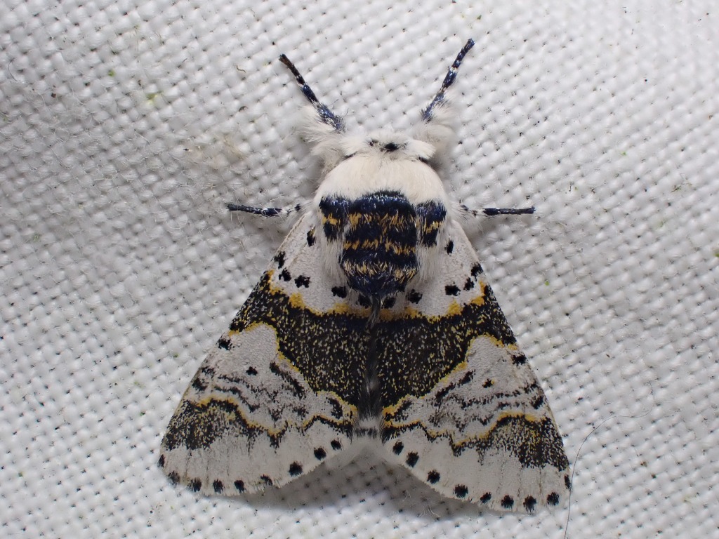 Birkegaffelhale (Furcula bicuspis)