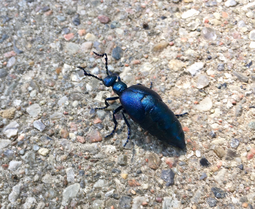 Oliebille sp. (Meloe sp.)