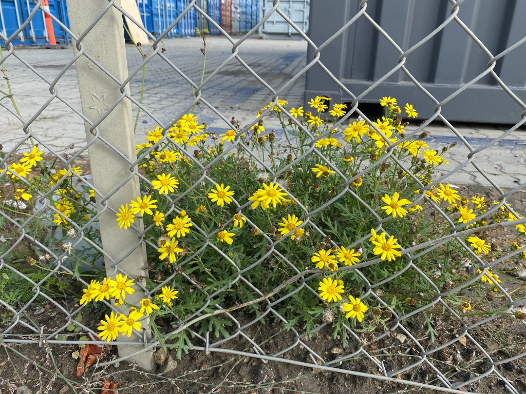 Italiensk Brandbæger (Senecio squalidus)