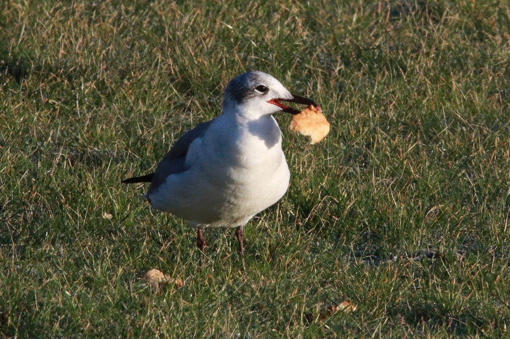 Lattermåge (Larus atricilla)