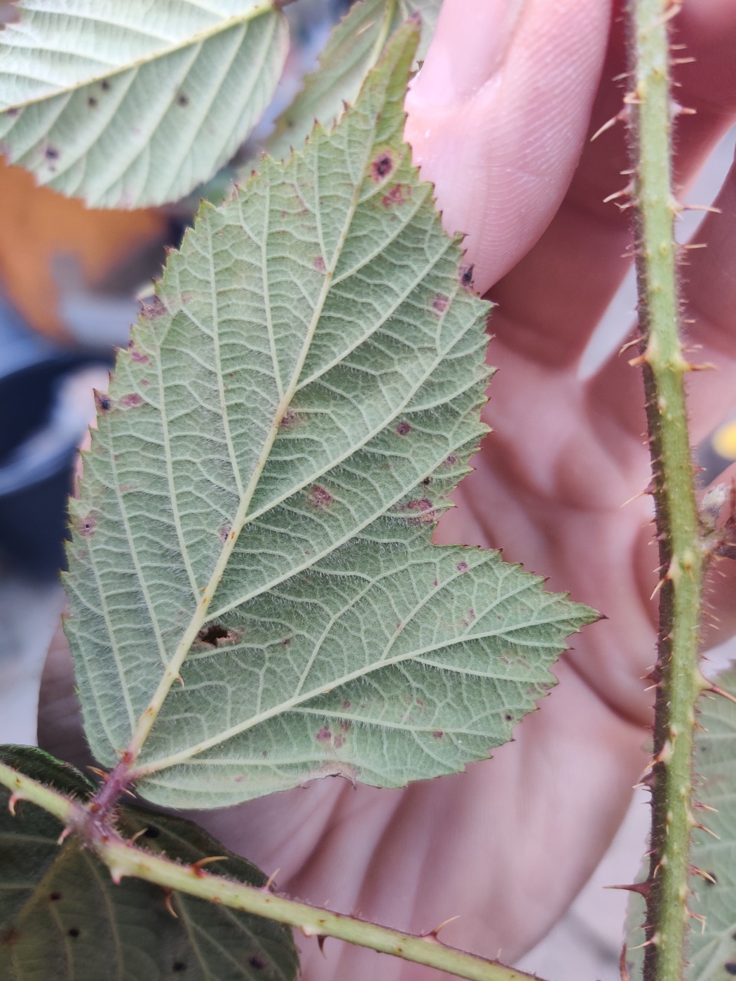 Tykbladet Brombær (Rubus dasyphyllus)
