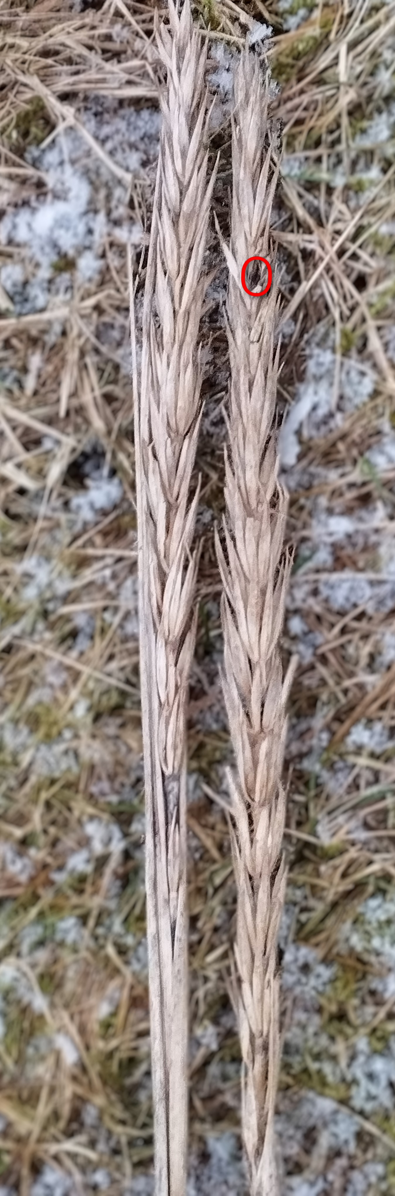 Meldrøjer (Claviceps purpurea)
