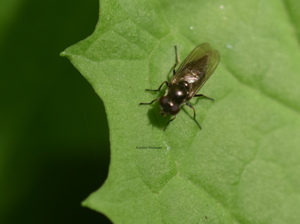 Sump-Urtesvirreflue (Cheilosia frontalis)
