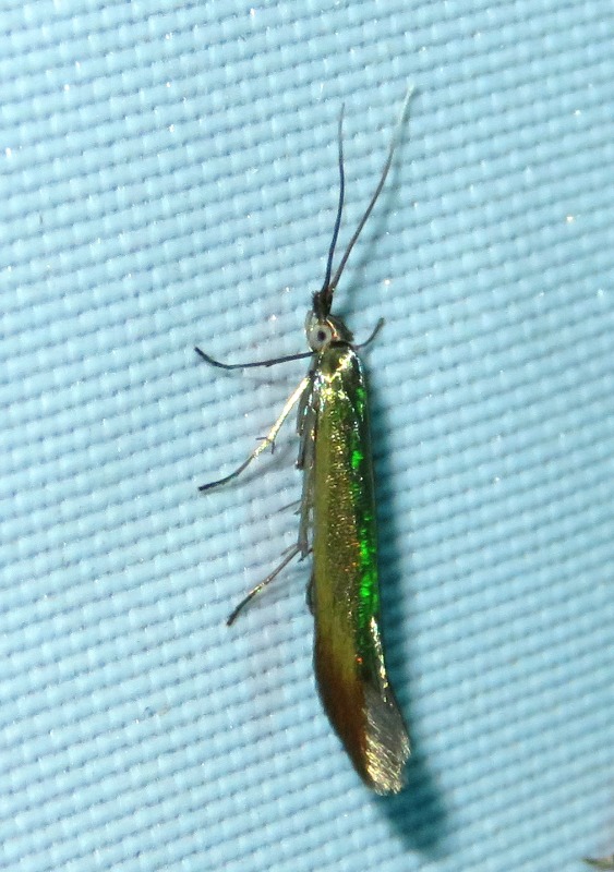 Coleophora trifolii (Coleophora trifolii)