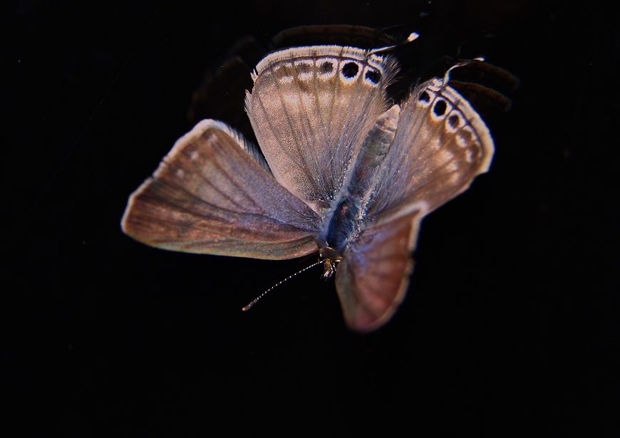 Vandreblåfugl (Lampides boeticus)