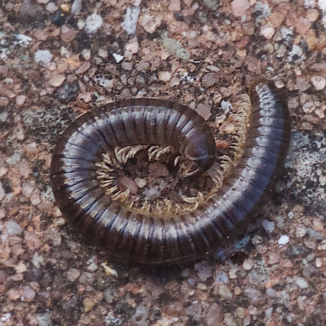 Tachypodoiulus niger (Tachypodoiulus niger)