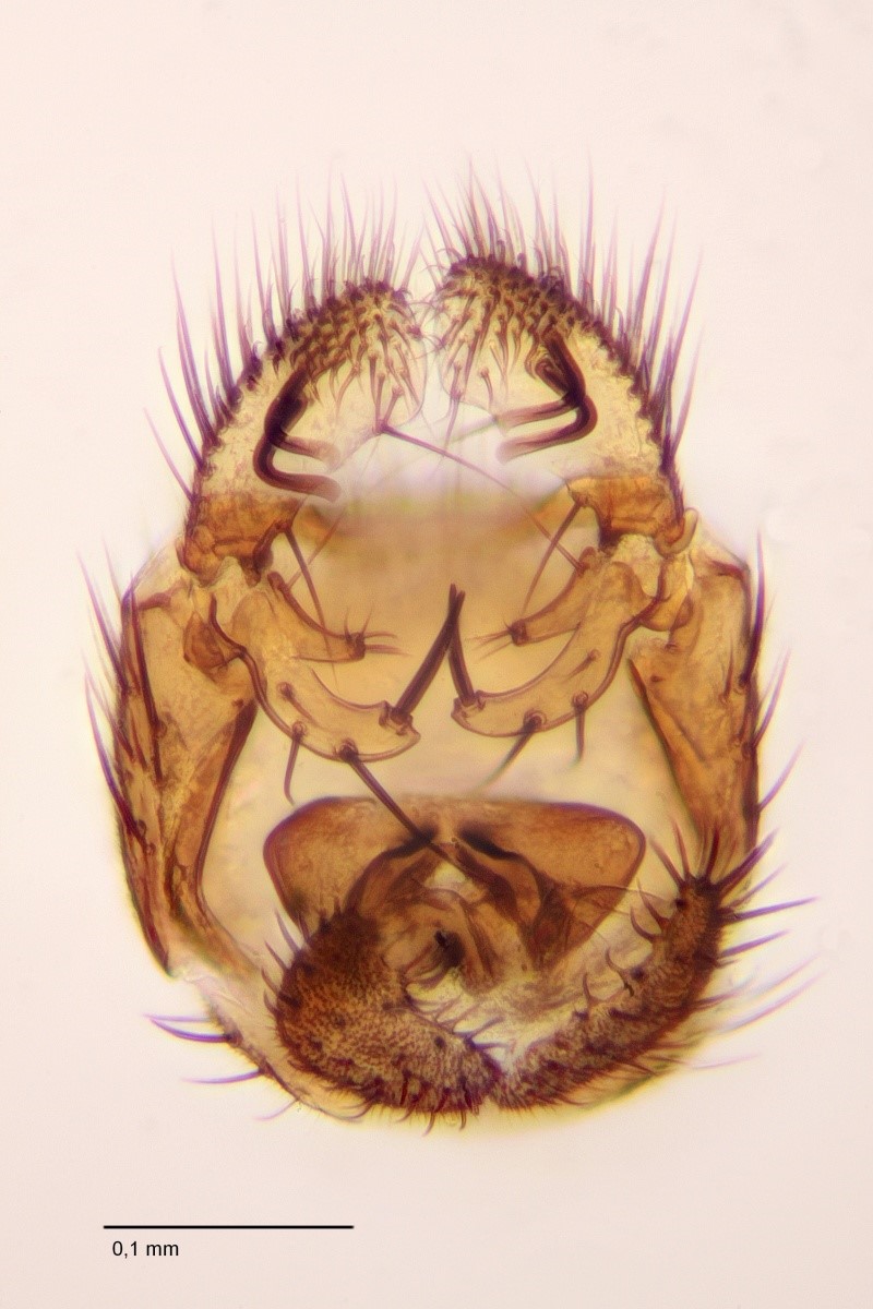 Mycetophila curviseta (Mycetophila curviseta)