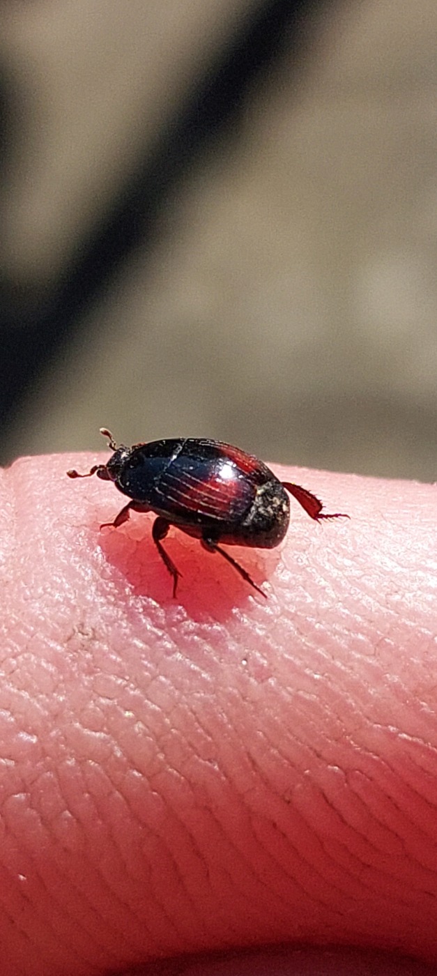 Tveplettet Stumpbille (Atholus bimaculatus)