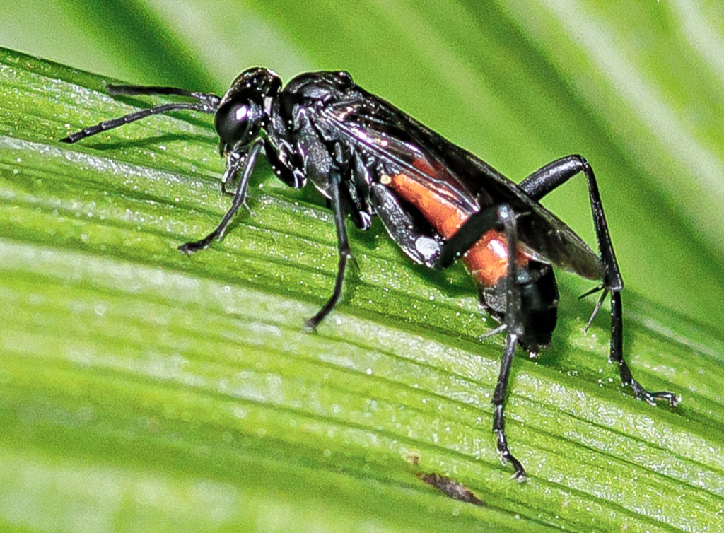 Macrophya annulata (Macrophya annulata)