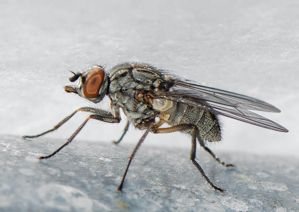Haematobosca stimulans (Haematobosca stimulans)
