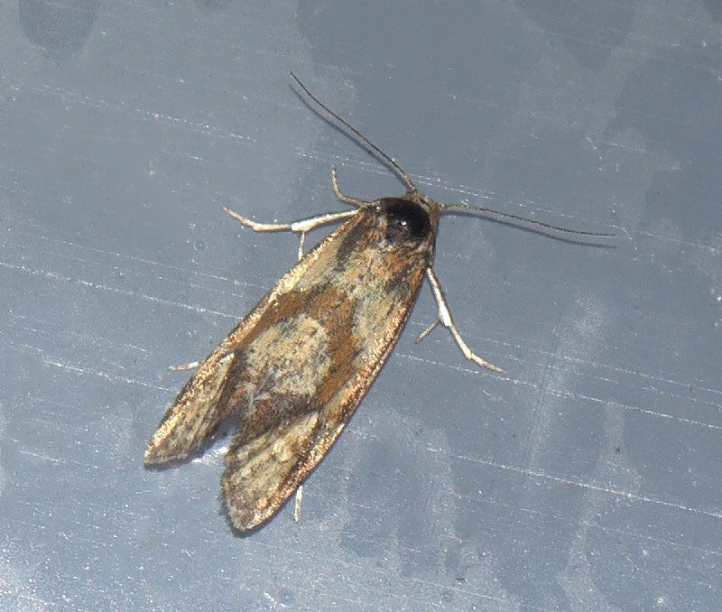 Cochylidia sp. (Cochylidia sp.)