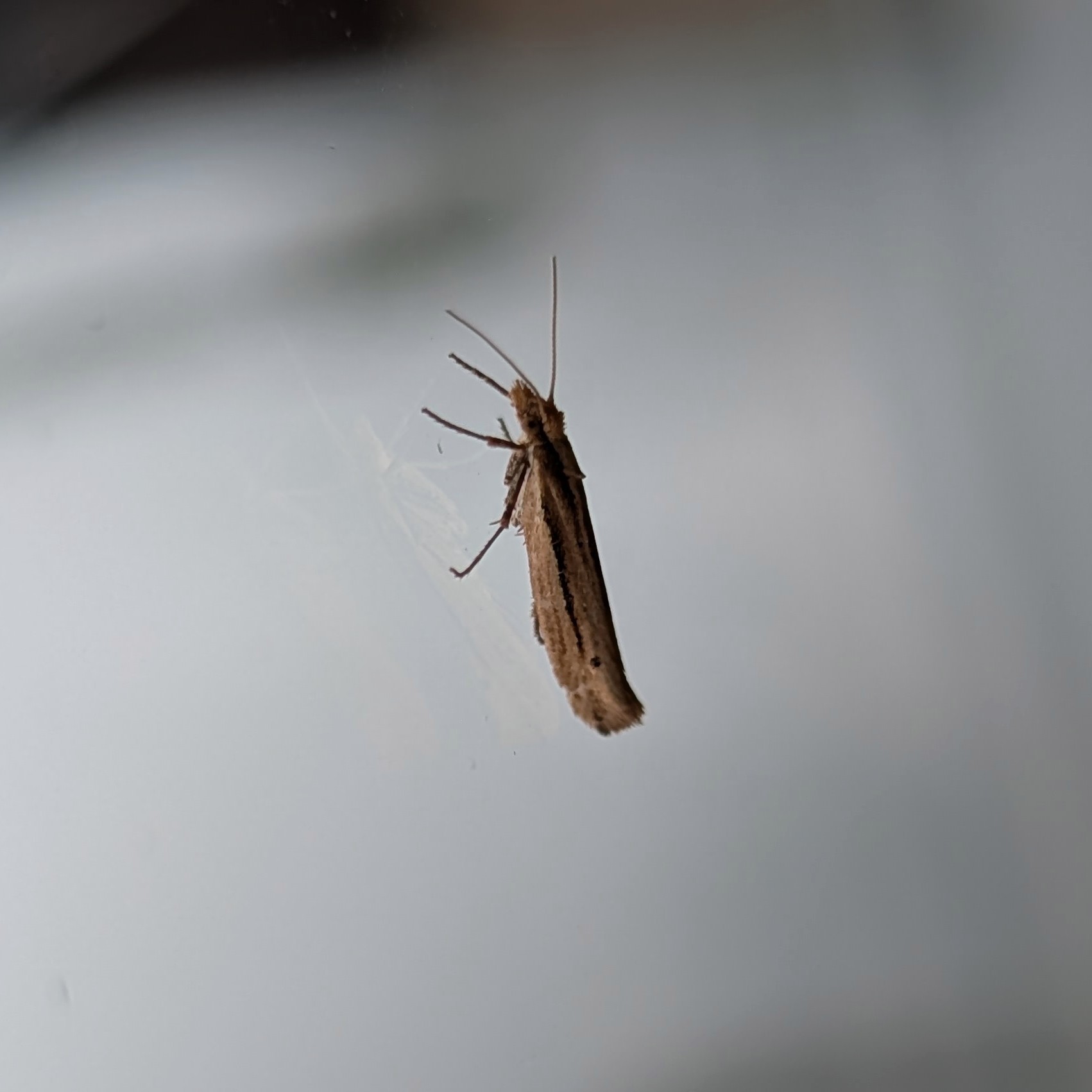 Sideliniet Møl (Ypsolopha ustella)