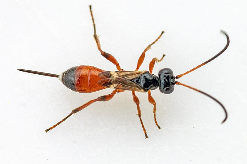 Ubåndet Propelhveps (Theroscopus hemipteron)