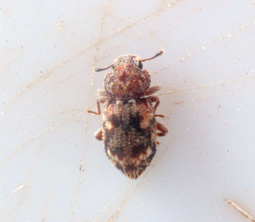 Coxelus pictus (Coxelus pictus)