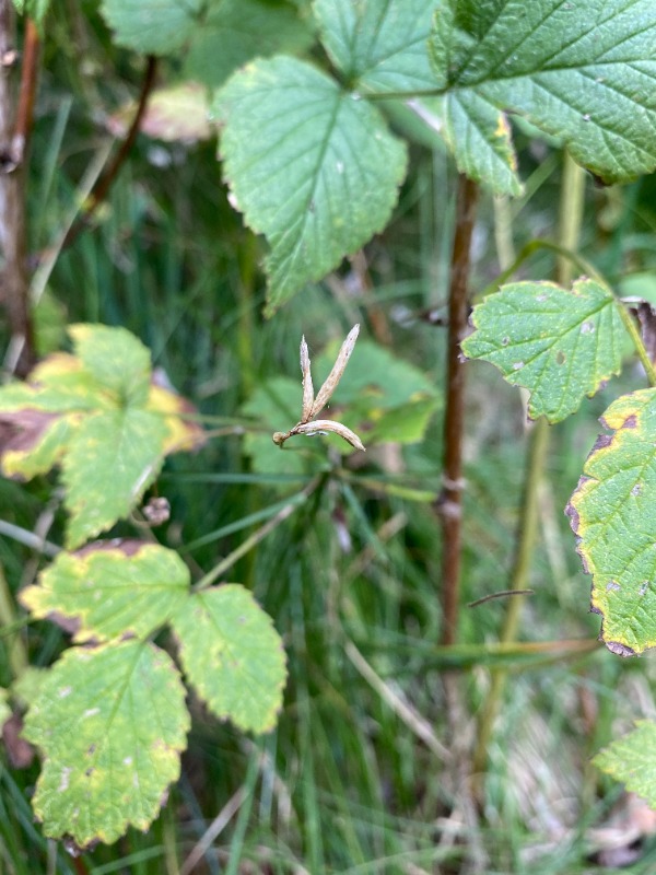Bævre-Star (Carex brizoides)