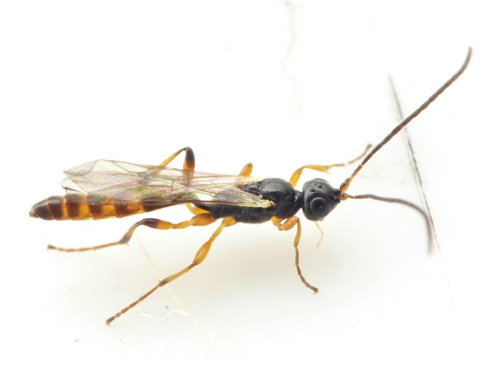 Dilleritomus filiformis (Dilleritomus filiformis)