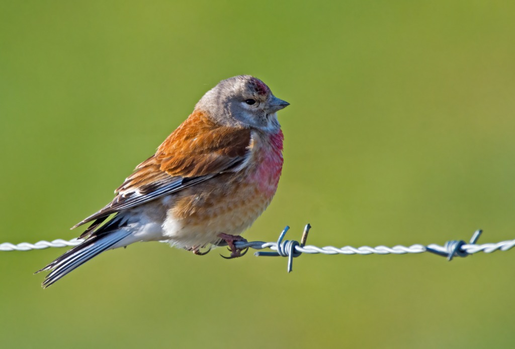 Tornirisk (Carduelis cannabina)