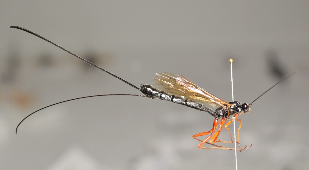 Dolichomitus mesocentrus (Dolichomitus mesocentrus)