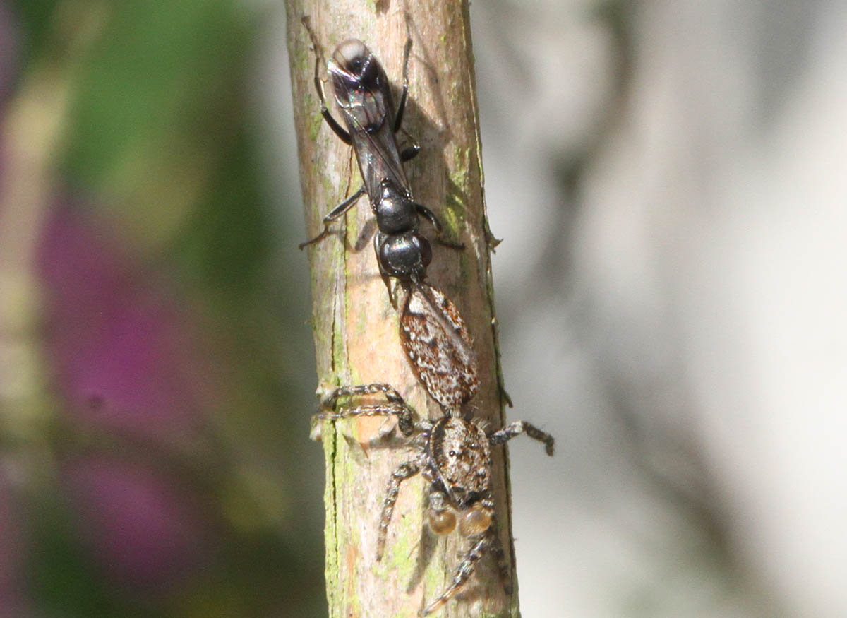 Dipogon sp. (Dipogon sp.)