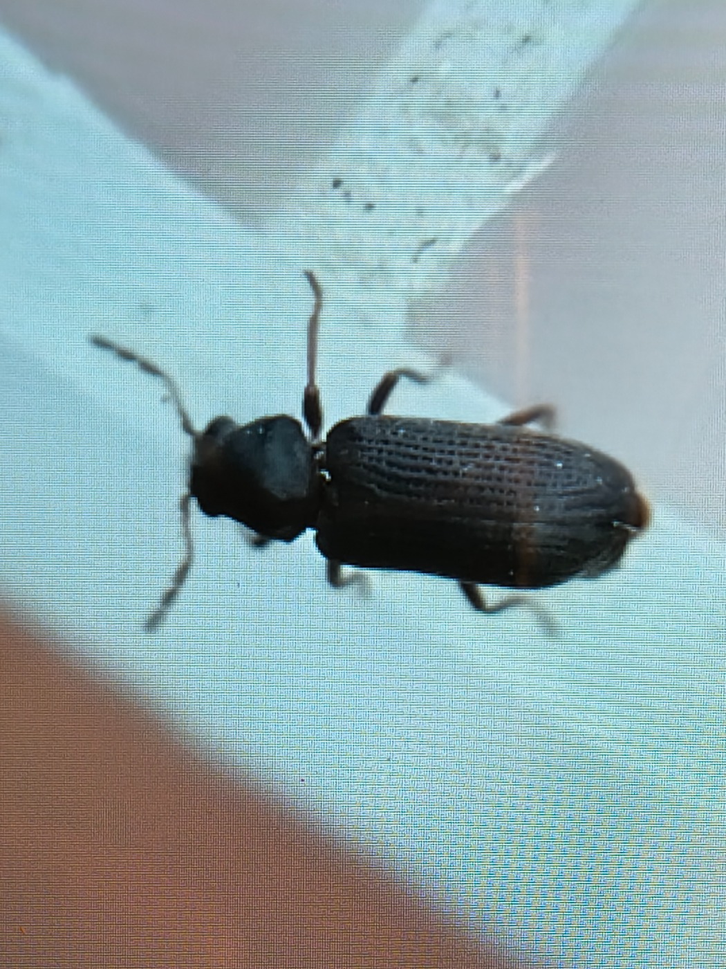 Hemicoelus fulvicornis (Hemicoelus fulvicornis)