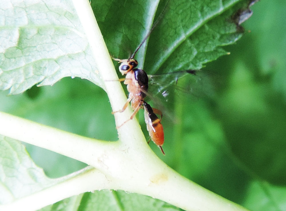 Mesochorus dimidiator (Mesochorus dimidiator)