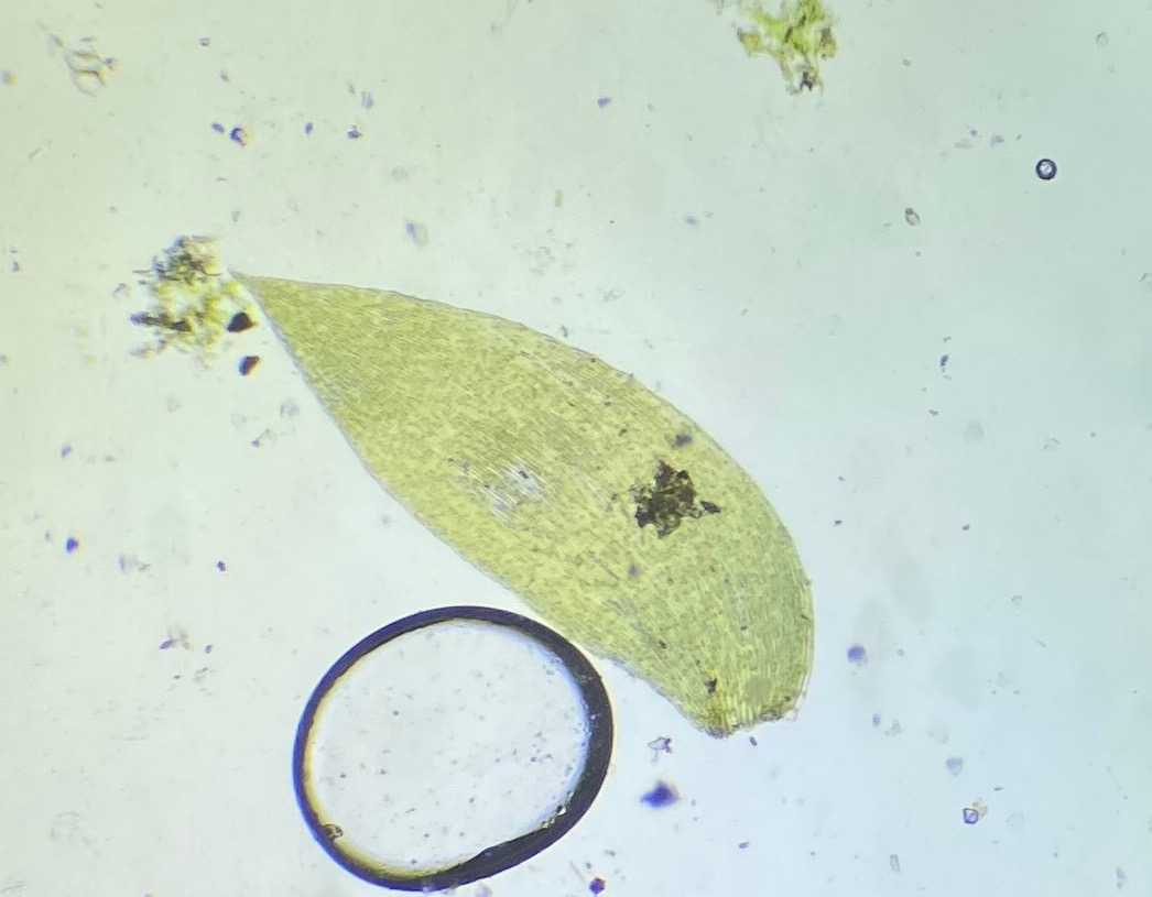 Gran-Tæppemos (Plagiothecium curvifolium)