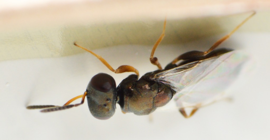 Dibrachys microgastri (Dibrachys microgastri)