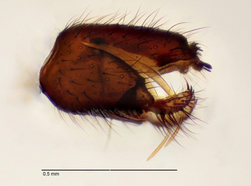 Boletina sciarina (Boletina sciarina)