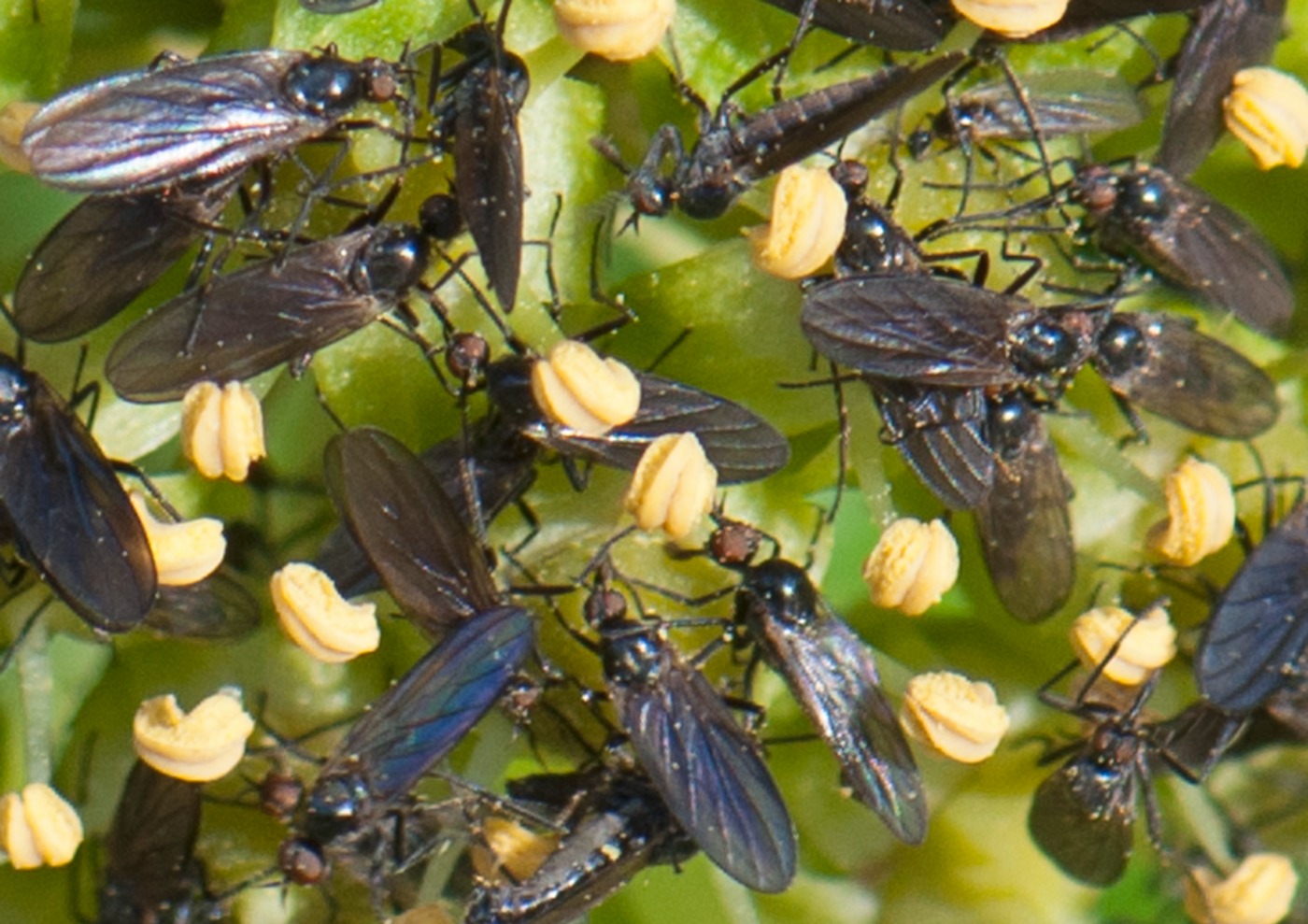 Rhamphomyia sp. (Rhamphomyia sp.)