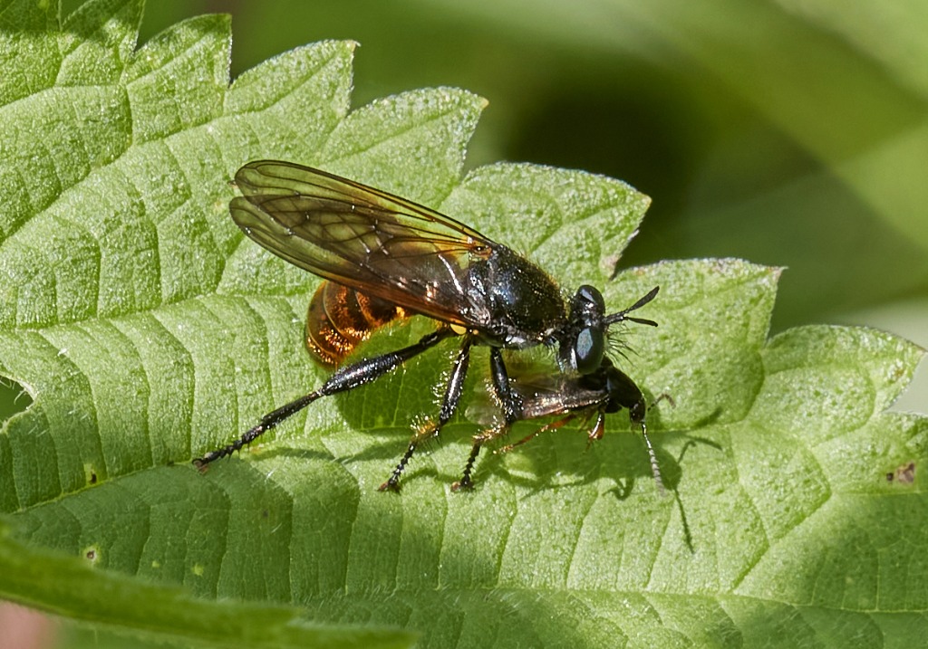 Rød Trærovflue (Choerades gilva)