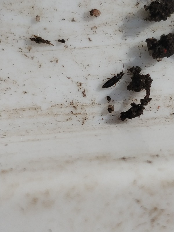 Atheta fungi (Atheta fungi)