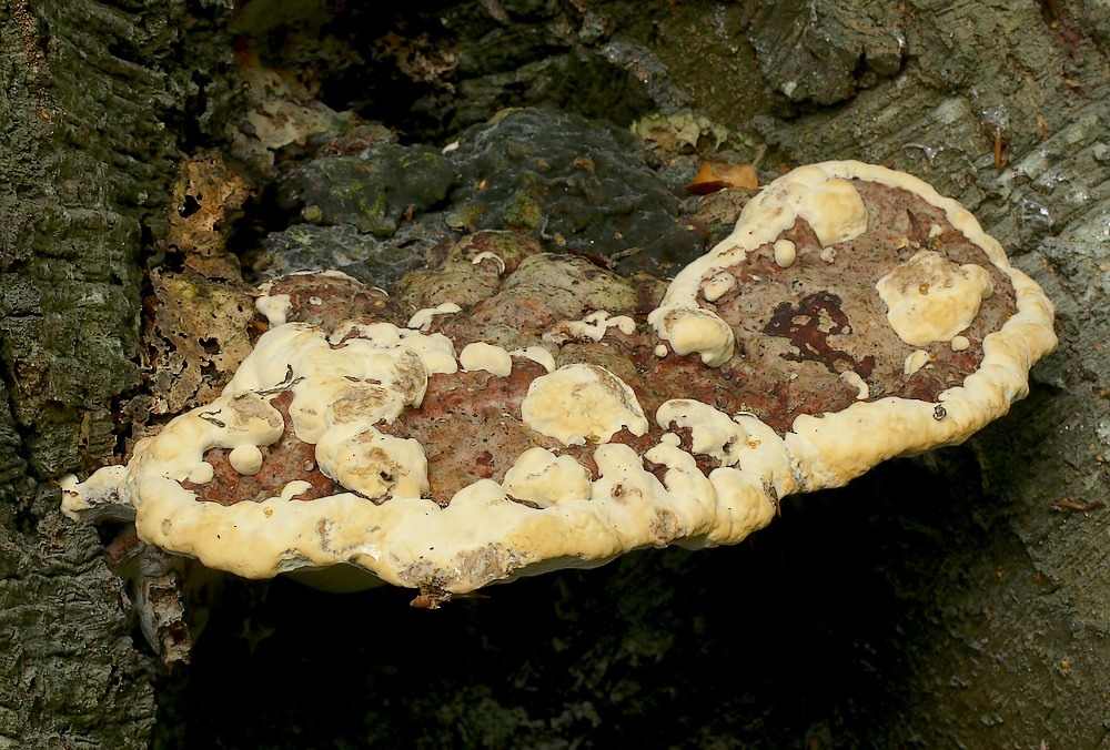 Stor Kanelporesvamp (Perenniporia fraxinea)