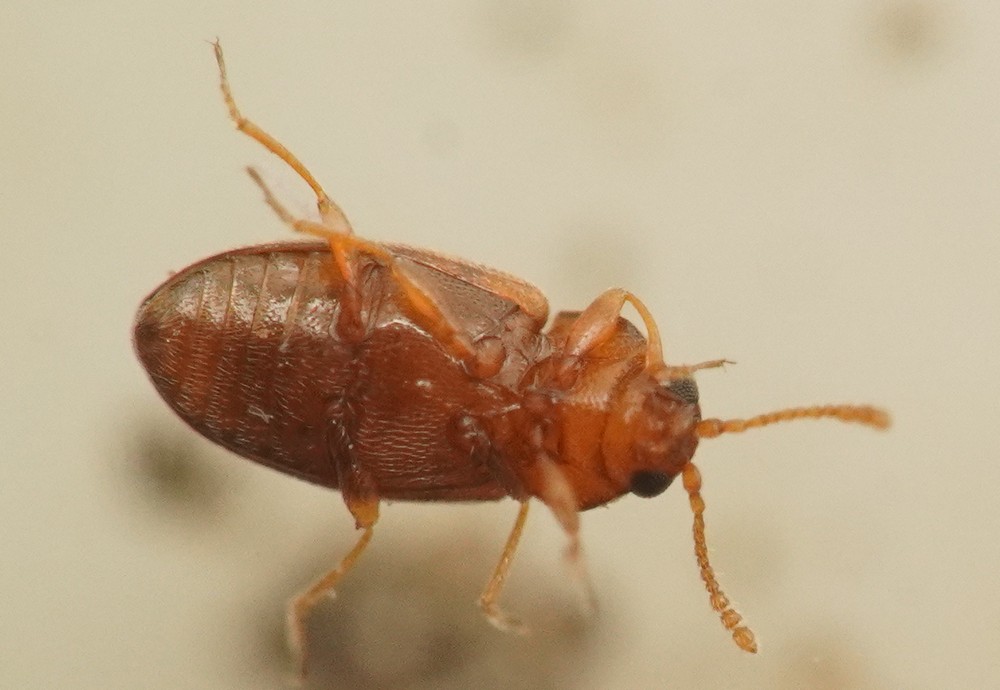 Atomaria zetterstedti (Atomaria zetterstedti)