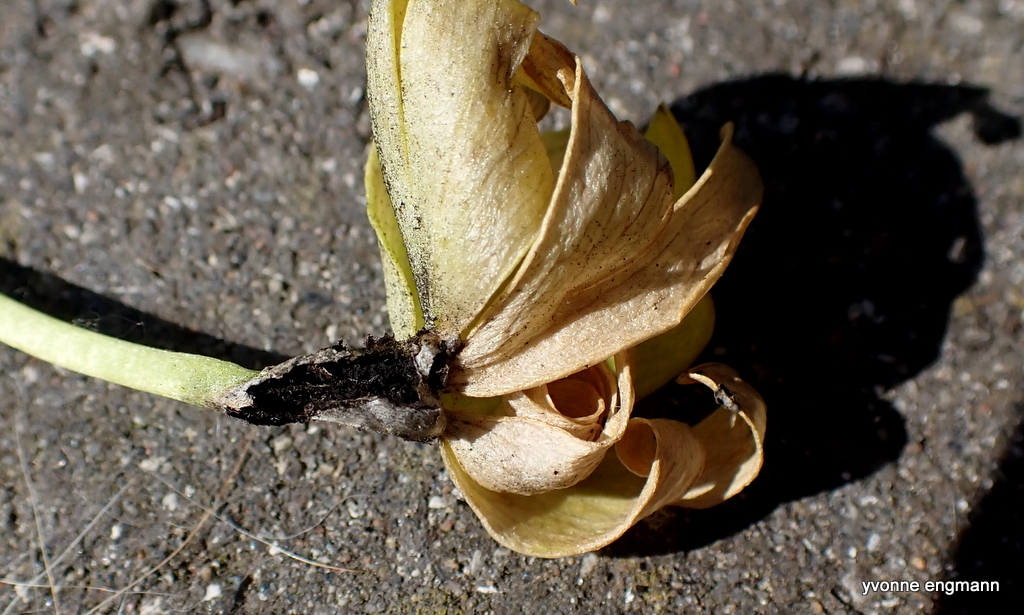 Erantisbrand (Urocystis eranthidis)