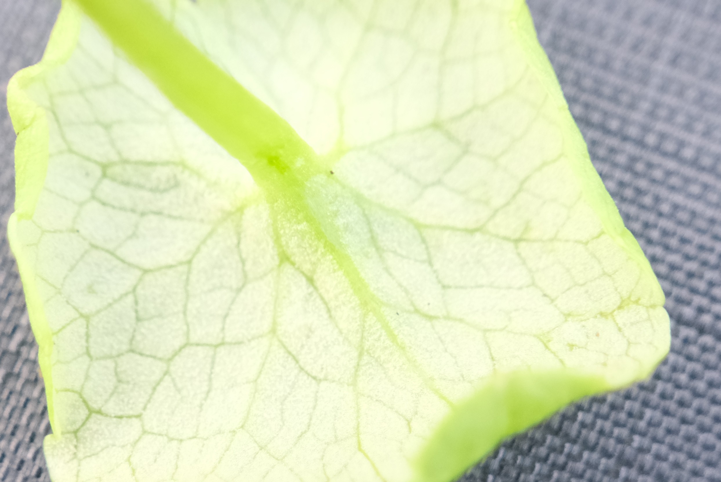 Peronospora