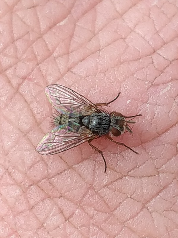 Hebia flavipes (Hebia flavipes)