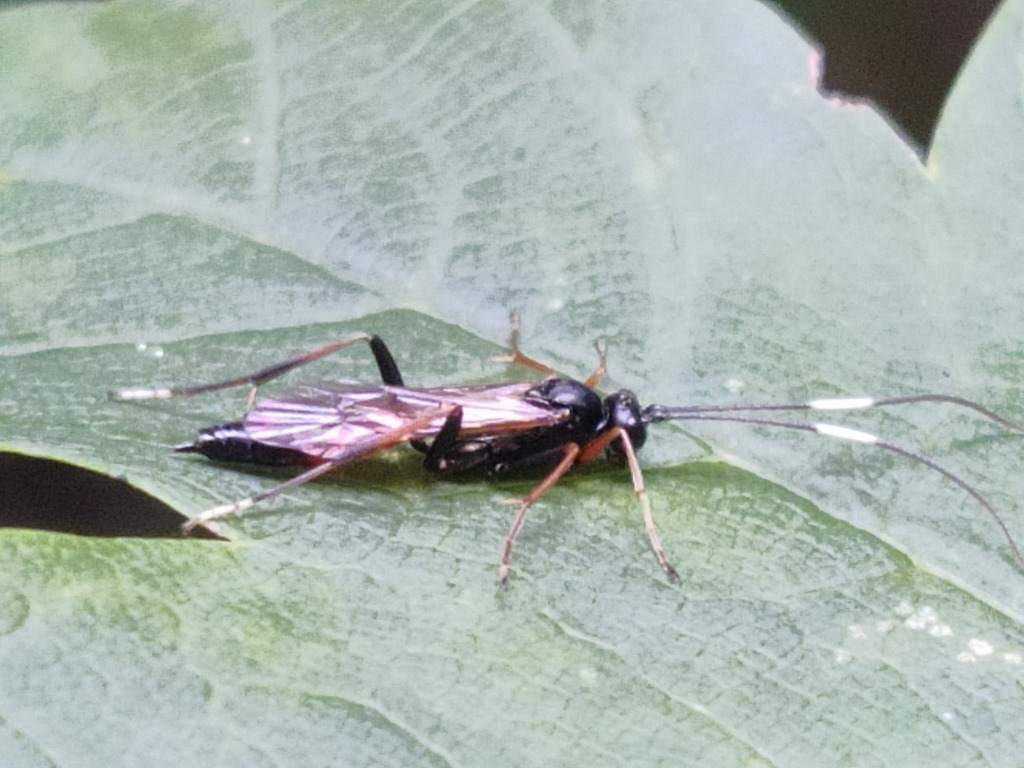Euryproctus sp. (Euryproctus sp.)