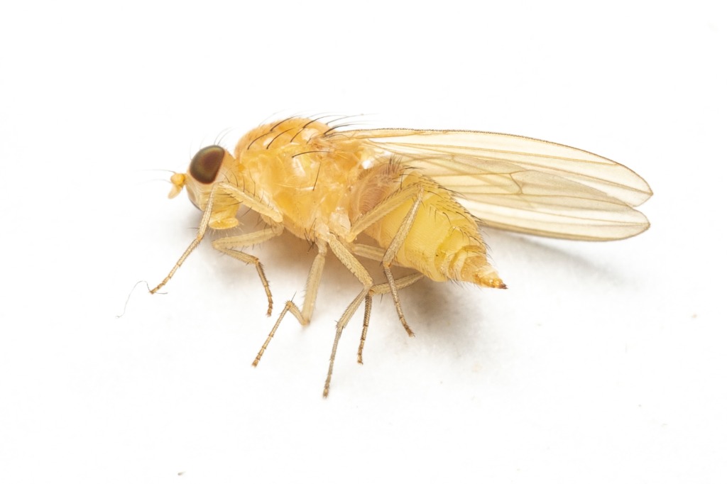 Lyciella platycephala