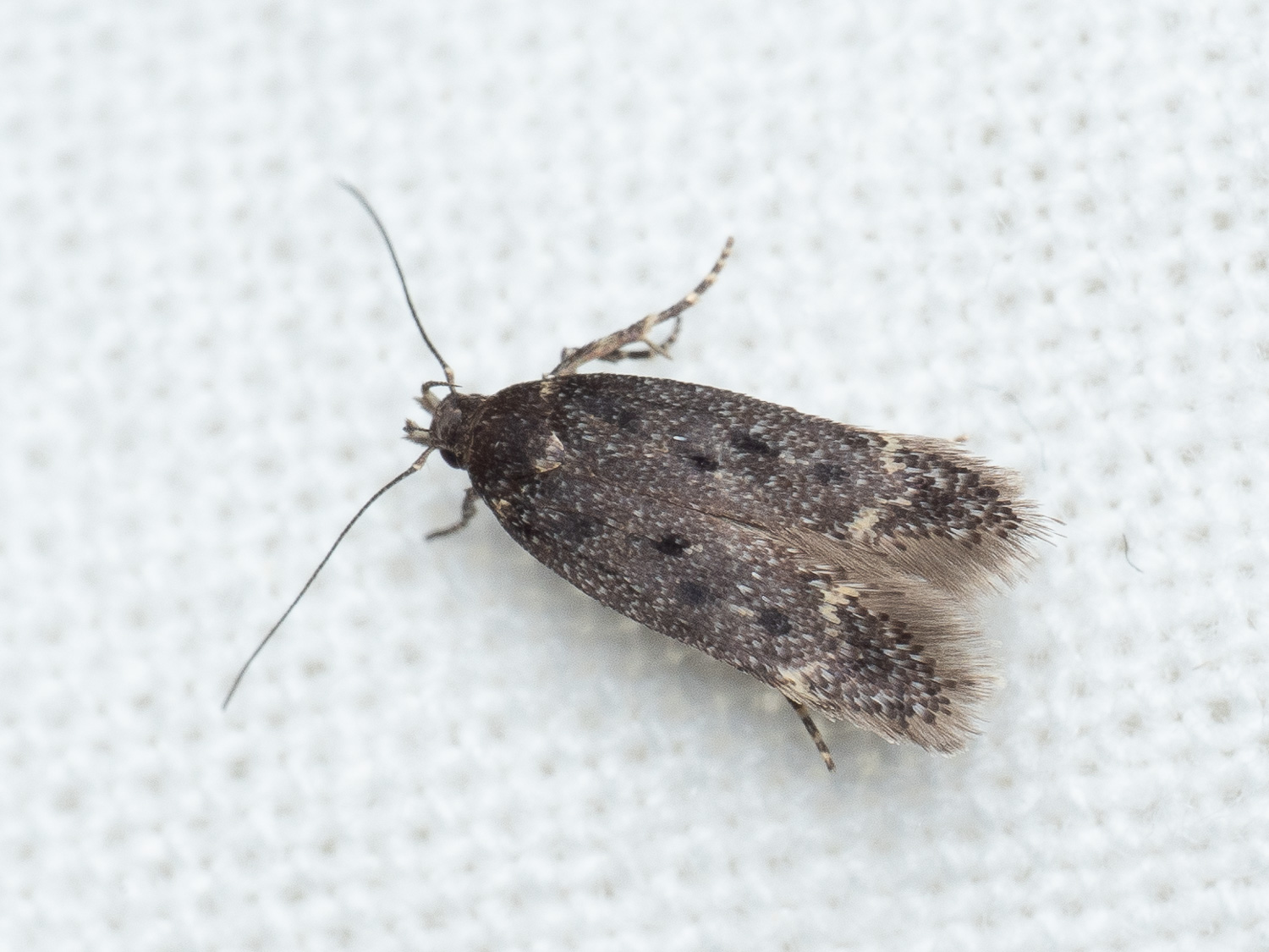 Bryotropha affinis (Bryotropha affinis)